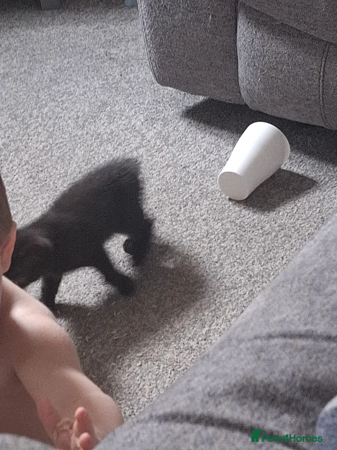 Mixed Breed cats for sale: Kittens for sale - Advert 12