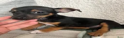 Jack Russell dogs for sale: 2 chocolate tannedboys left!!!  - Advert 7