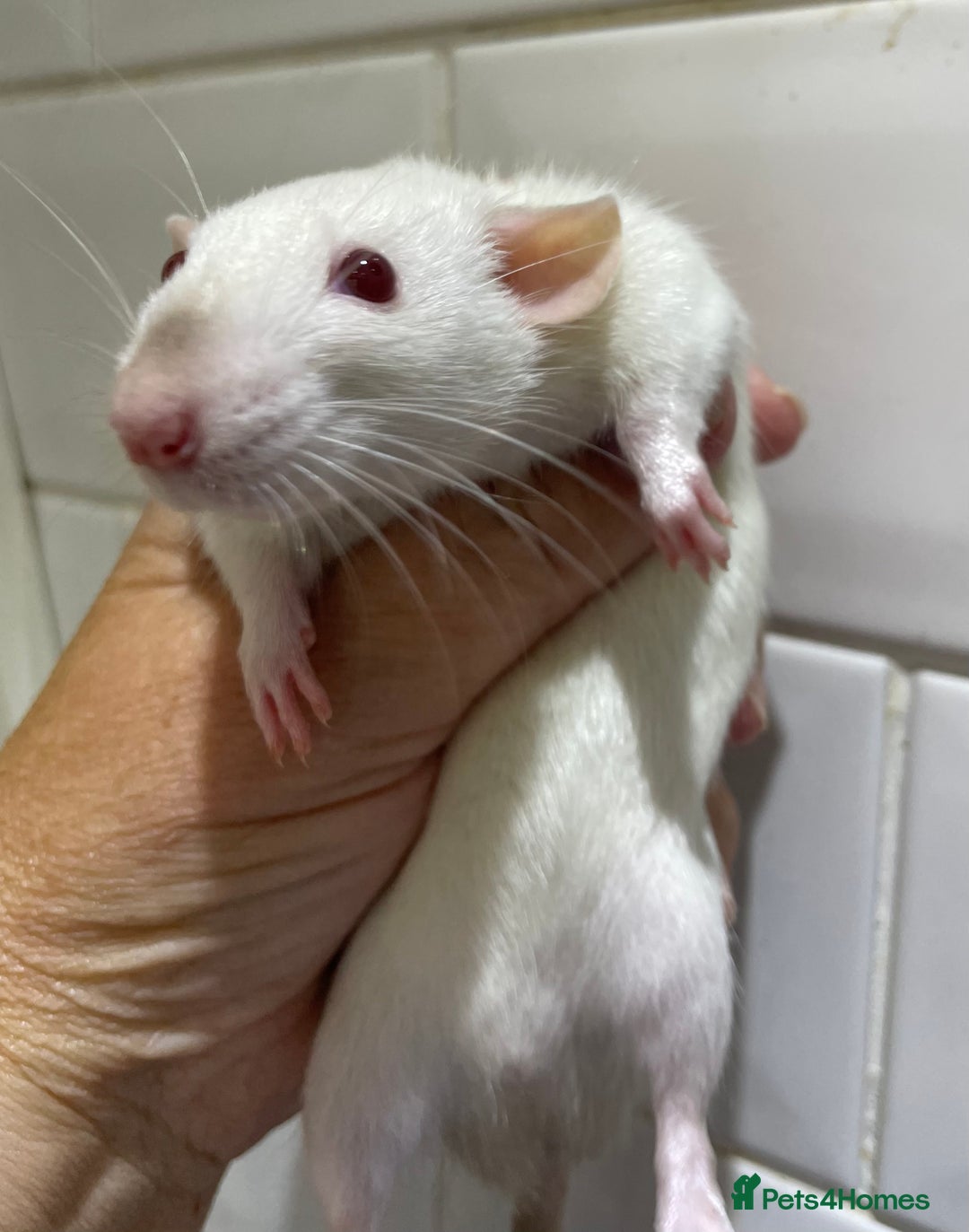 Rat rodents for sale: Very friendly baby rats, including dumbo Siamese  - Image 3