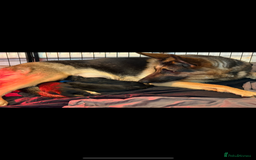 German Shepherd dogs for sale: KC/PEDIGREE GERMAN SHEPHERDS - Image 8