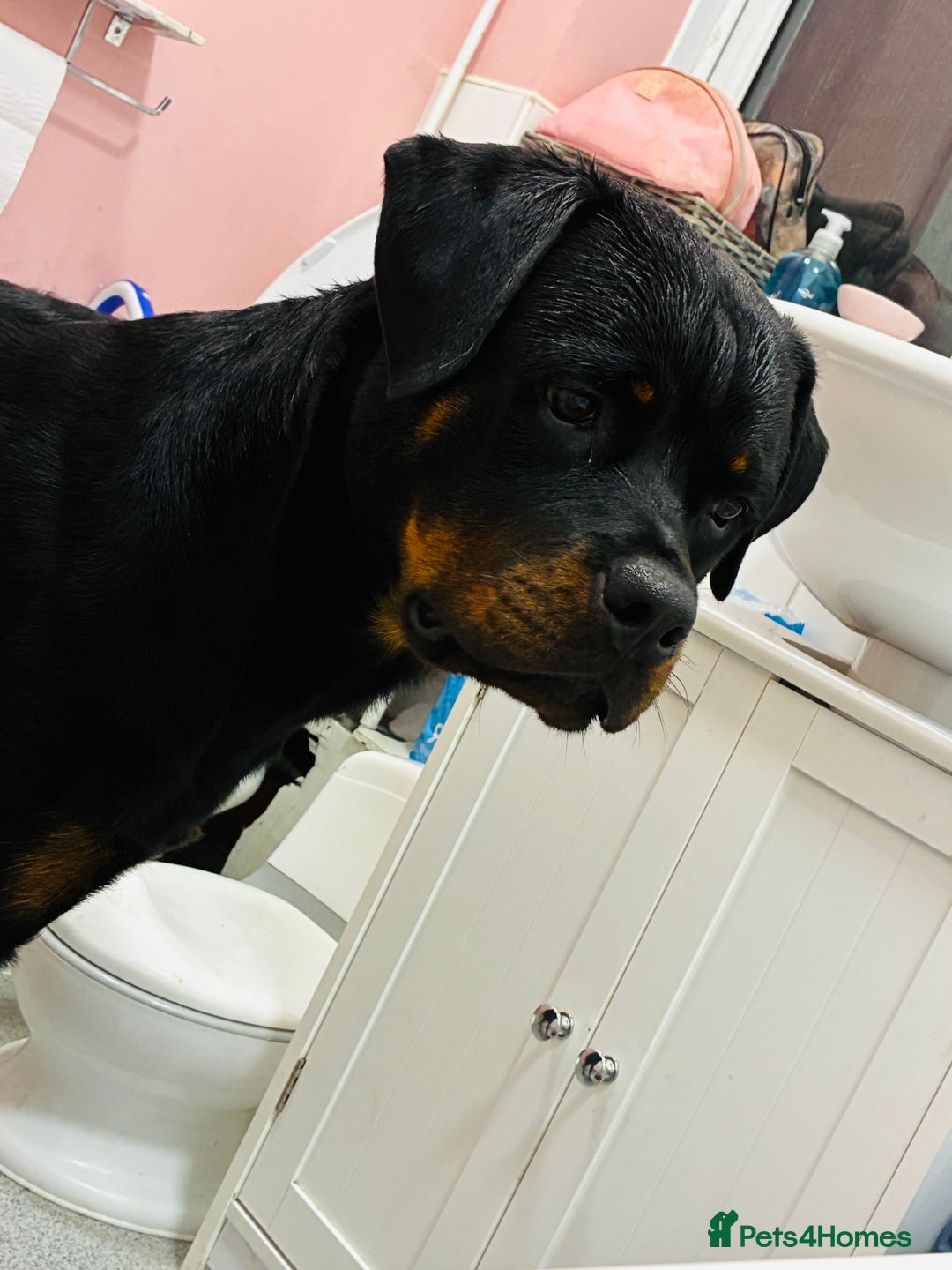 Rottweiler dogs for sale: My Rottweiler Bear - Advert 5