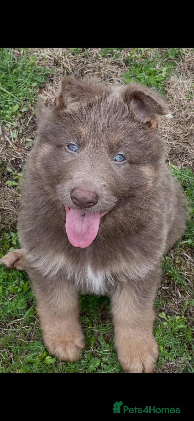 German Shepherd dogs Five star licenced German shepherds  - Advert 5