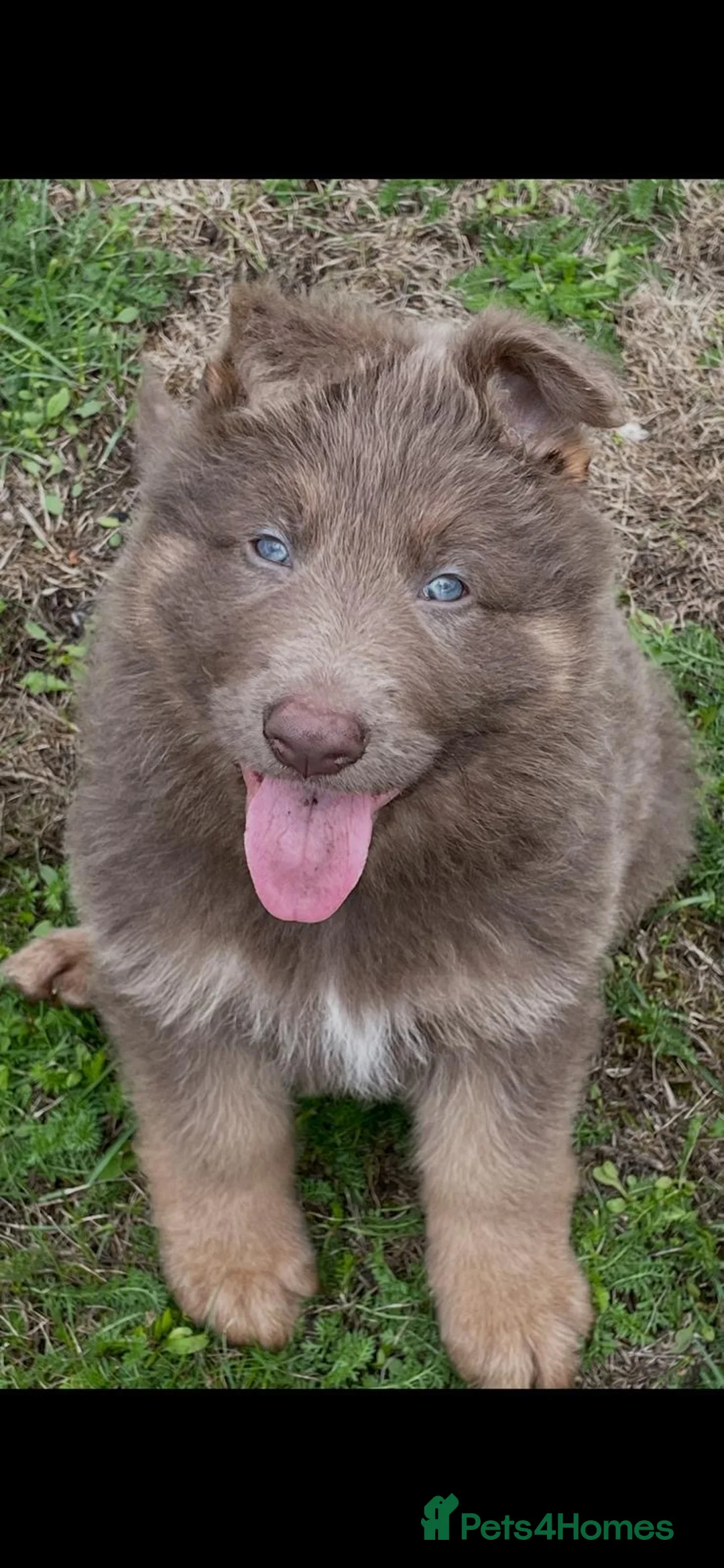 German Shepherd dogs for sale: Five star licenced German shepherds  - Advert 1
