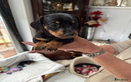 Miniature Dachshund dogs for sale: Miniature dachshund puppies - Image 5