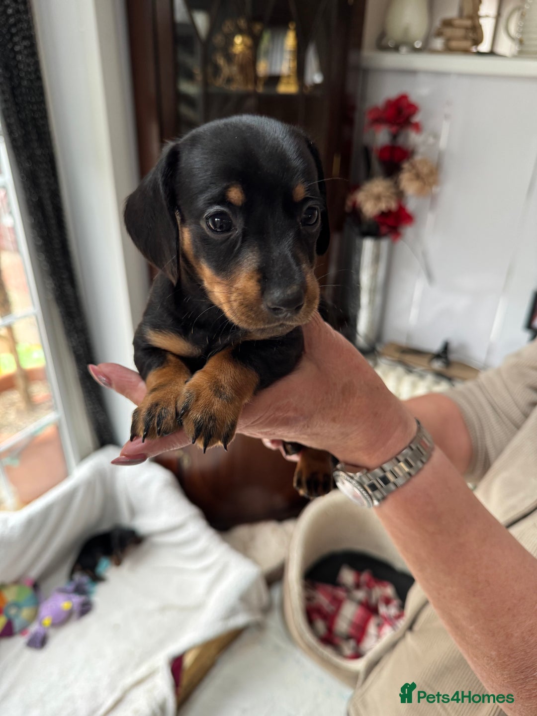 Miniature Dachshund dogs for sale: Miniature dachshund puppies - Image 5