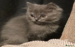 Persian cats for sale: Persian  - Image 7