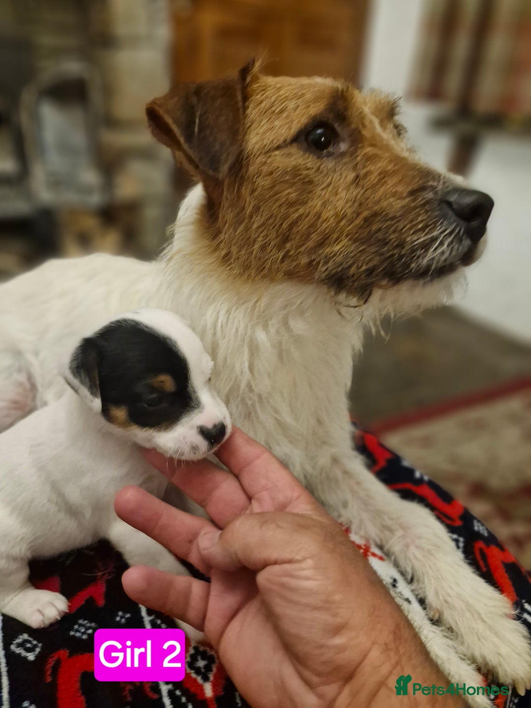 Jack Russell dogs for sale: Jack Russel pups  - Image 3