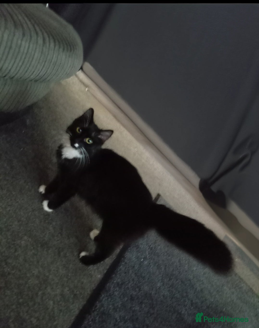Mixed Breed cats Tuxedo Kitten - Advert 3