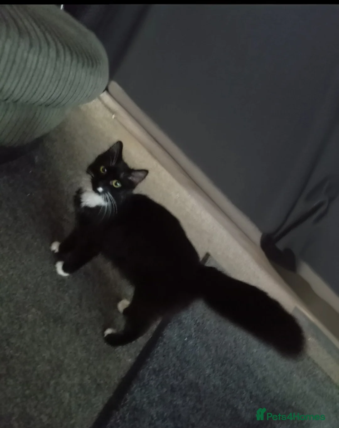 Mixed Breed cats for sale: Tuxedo Kitten - Advert 1