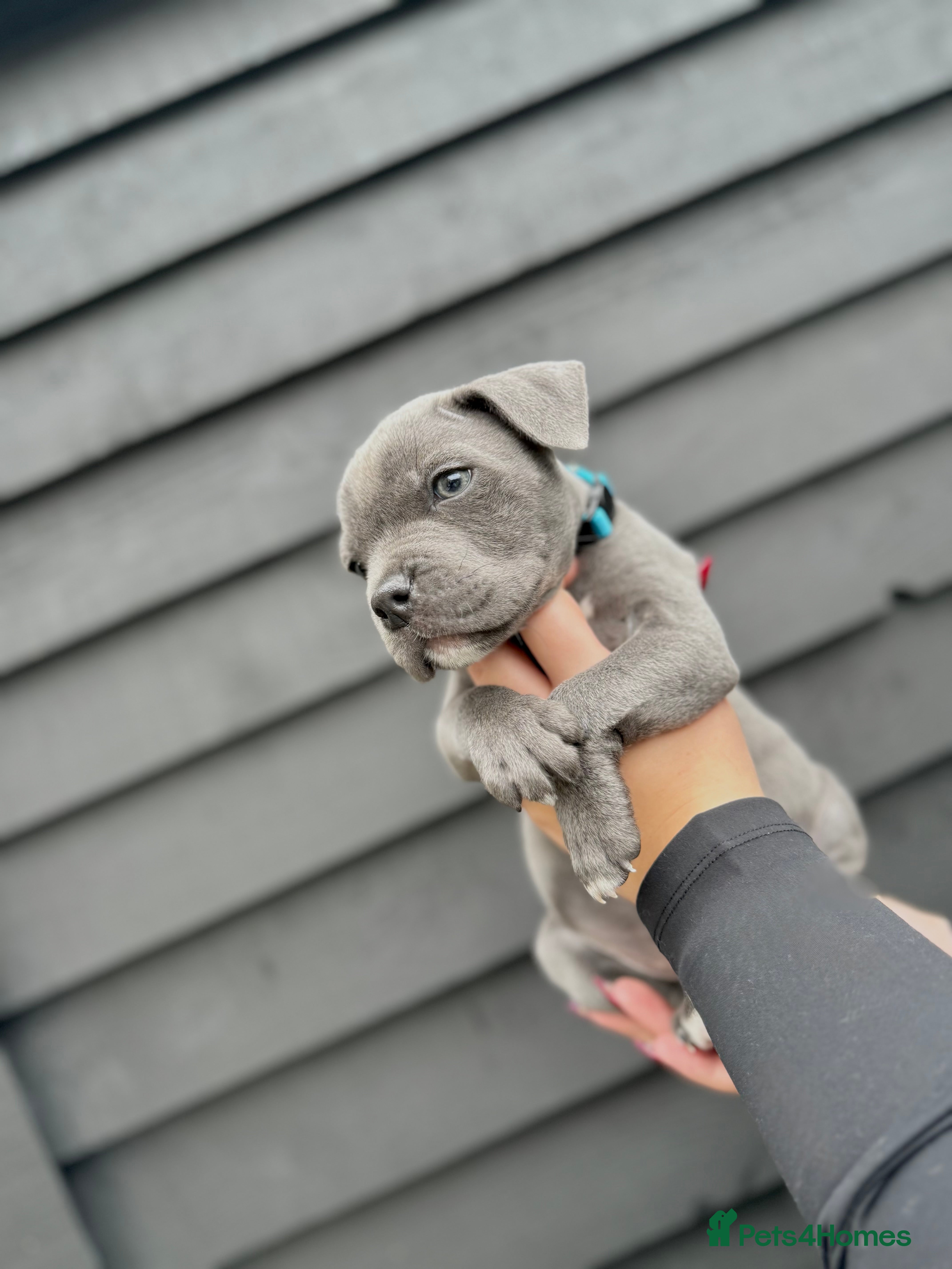 Staffordshire Bull Terrier dogs Blue Staffordshire Bull Terrier Champion Pup - Advert 14
