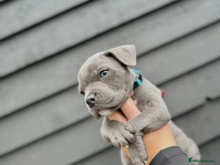 Staffordshire Bull Terrier dogs Blue Staffordshire Bull Terrier Champion Pup - Advert 3