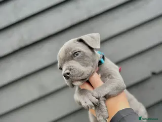 Staffordshire Bull Terrier dogs Blue Staffordshire Bull Terrier Champion Pup - Advert 10