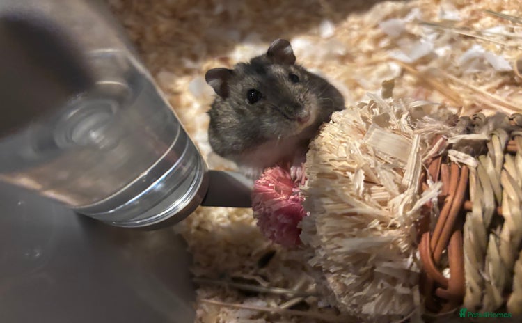 Hamster rodents - Advert 1