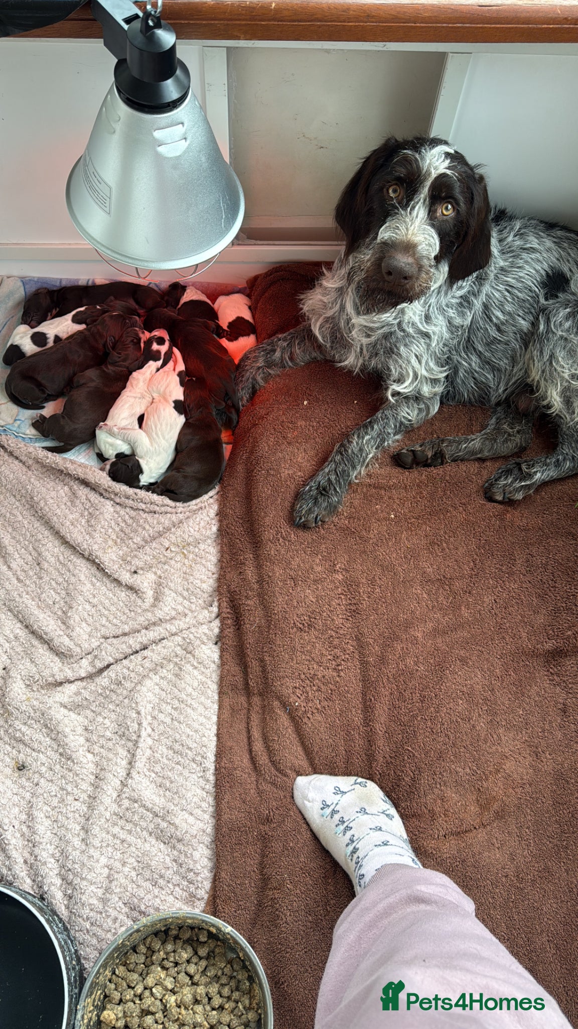 Mixed Breed dogs Beautiful sprointers  - Advert 8