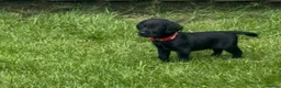 Cockerdor dogs for sale: Working Cockador Pups chocolate black white  - Advert 14