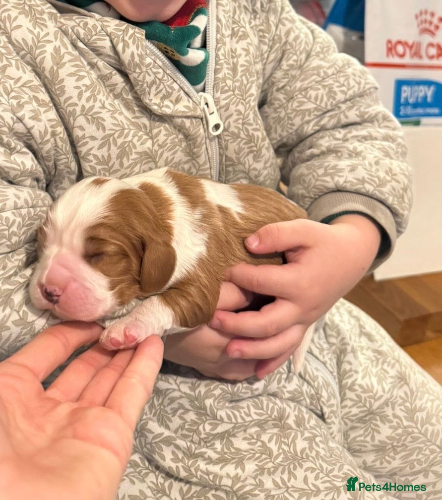 Cavalier King Charles Spaniel dogs Extensively Health Tested Cavilier King Charles - Advert 2