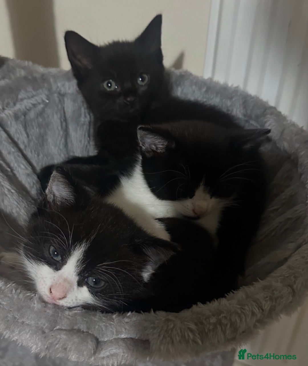 British Shorthair cats for sale: 3 kittens and 2 year old mother ready 4 rehoming  - Advert 2