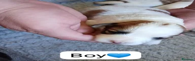 Jacktesse Puppy