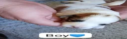 Mixed Breed dogs for sale: 5 Beautiful Jacktesse Puppys For Sale - Advert 5