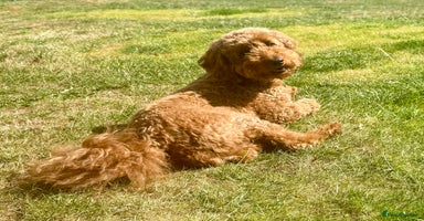Mixed Breed dogs - Advert 16