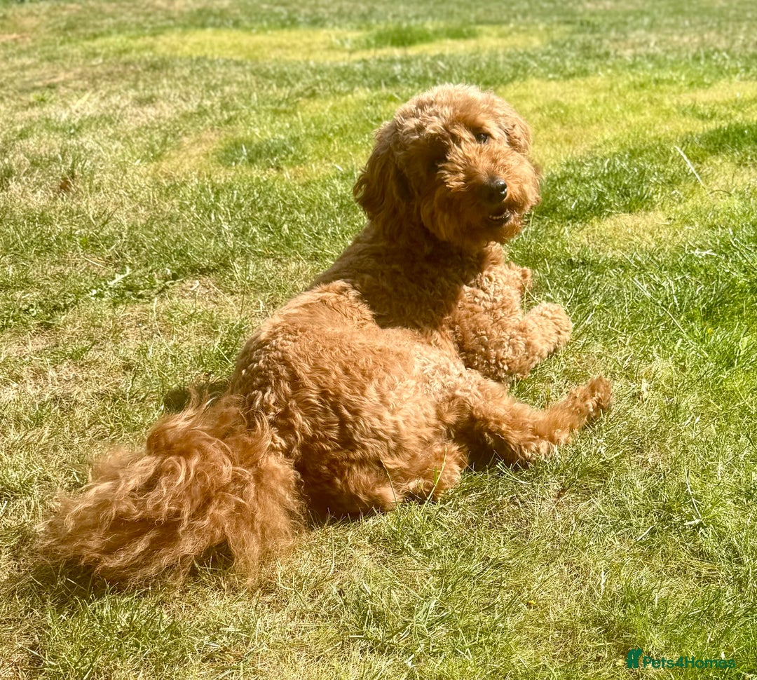 Mixed Breed dogs for sale: Health Tested miniature Goldendoodles  - Image 2