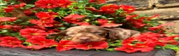 Miniature Dachshund dogs for sale: Long haired miniature dachshund  - Advert 19