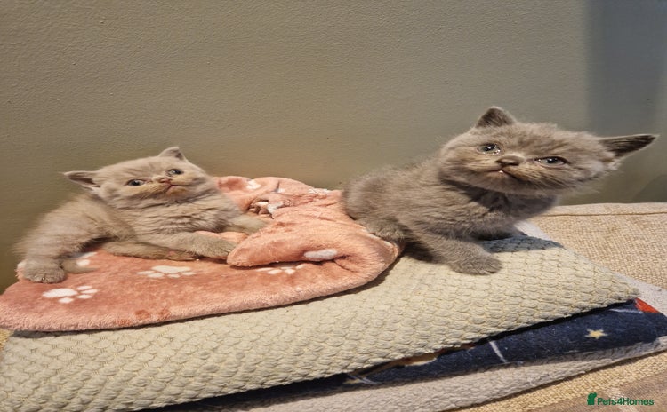 British Shorthair cats - Advert 13