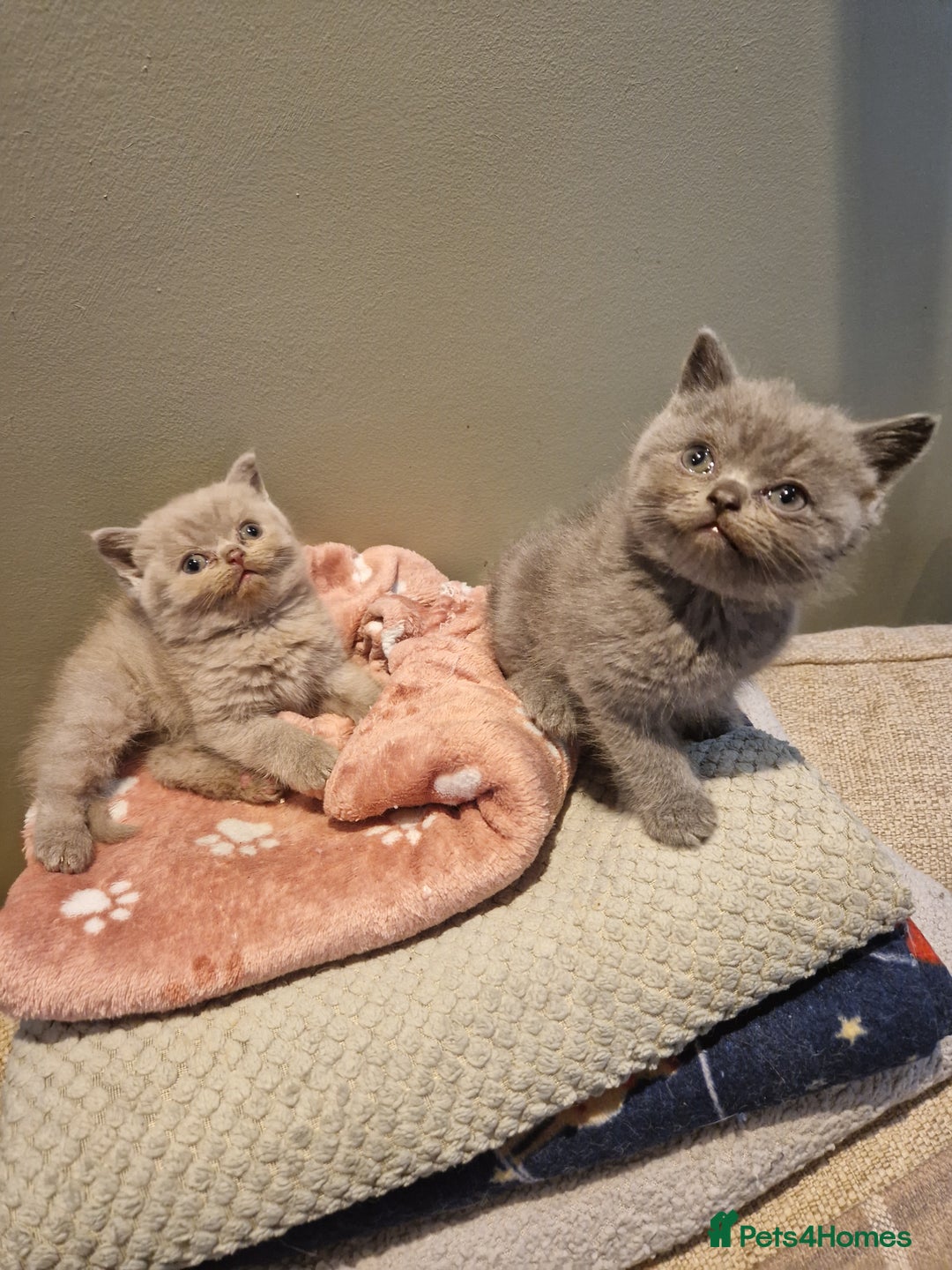 British Shorthair cats for sale: Blue and lilac British shorthair kittens  - Image 1