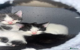 British Shorthair cats for sale: 6 beautiful kitten  - Image 3