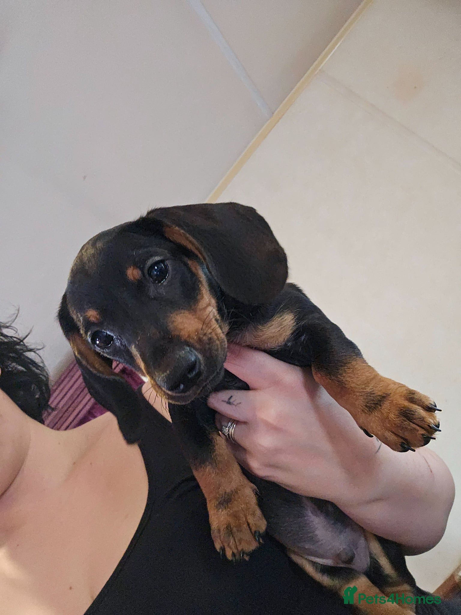 Chiweenie dogs Chiweenie Puppies - Advert 2