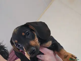 Chiweenie dogs Chiweenie Puppies - Advert 2