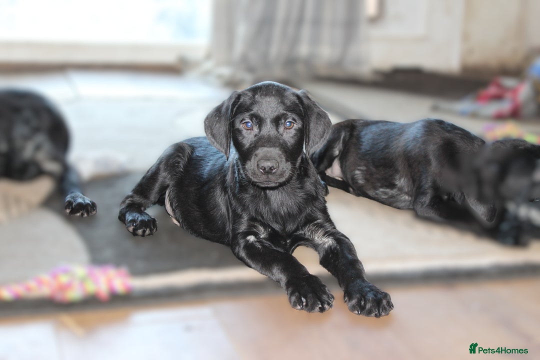 Labrador Retriever dogs for sale: Black Labrador Retriever Puppies - Image 6