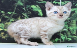 Bengal cats for sale: CUTE SNOW LYNX BENGAL KITTENS (TICA REG) - Image 1