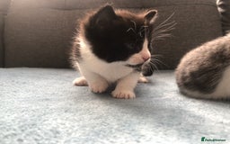 Mixed Breed cats for sale: 5 kittens for sale - Advert 8