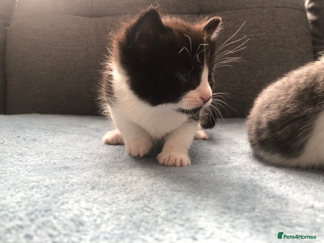 Mixed Breed cats for sale: 5 kittens for sale - Advert 8