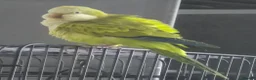 Parrots birds for sale: Quaker Parrot with Cage & Accessories - Advert 1