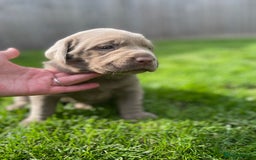 Labrador Retriever dogs for sale: Stunning kc silver Labradors  - Image 12