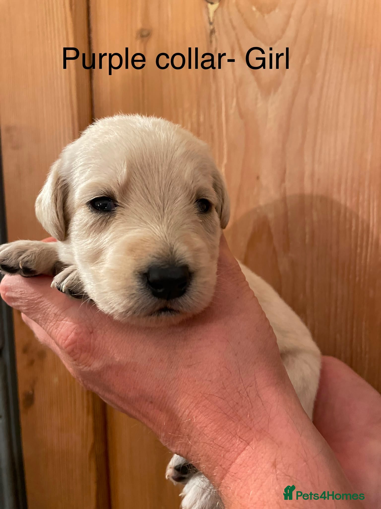 Labradoodle dogs Gorgeous multigen labradoodle puppies for sale - Advert 1