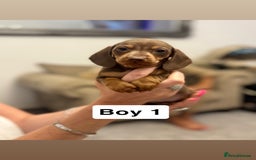 Miniature Dachshund dogs for sale: Stunning baby mini dachshunds  - Image 6