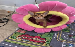 Abyssinian cats for sale: One little girls looking for new homes  - Image 1