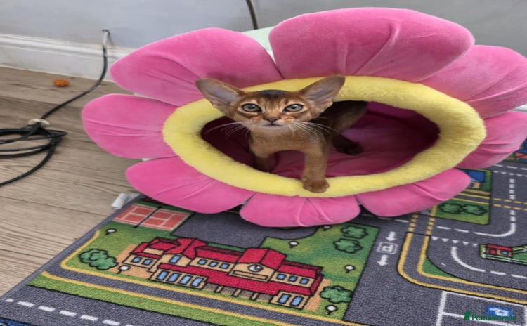 Abyssinian cats - Advert 1