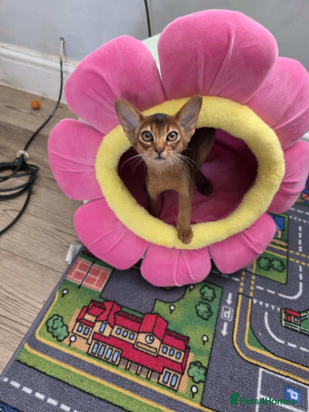 Abyssinian cats for sale: One little girls looking for new homes  - Image 1