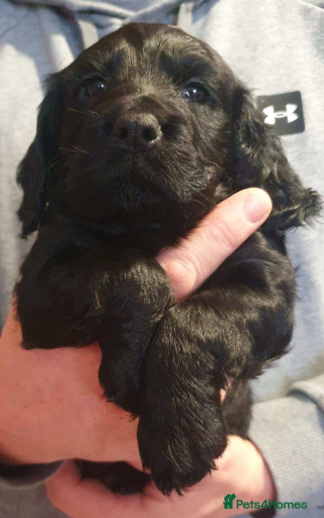 Cocker Spaniel dogs for sale: KC Registered Working Cocker Spaniel  - Advert 18