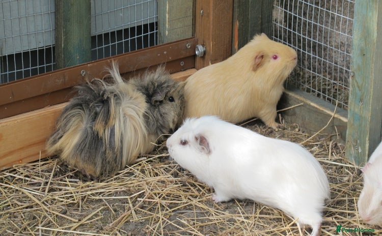 Guinea Pig rodents - Advert 3