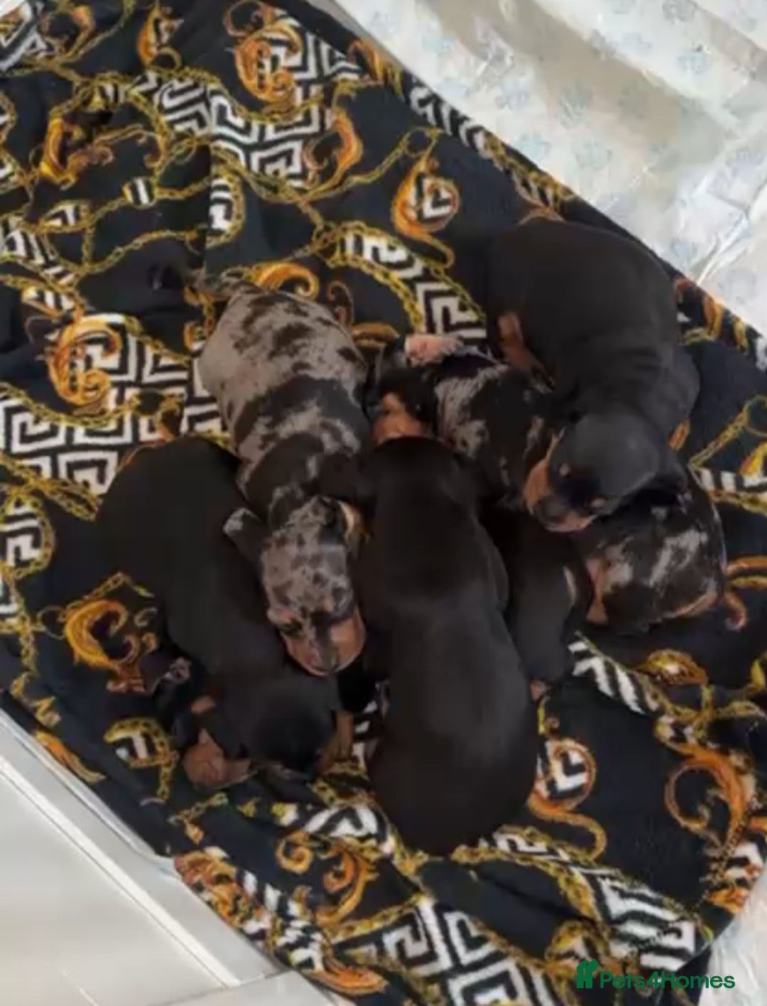 Dachshund dogs for sale: Dachund pup for sale  - Advert 4