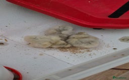 Chickens poultry for sale: Day old Silkies and quail chicks - Image 8