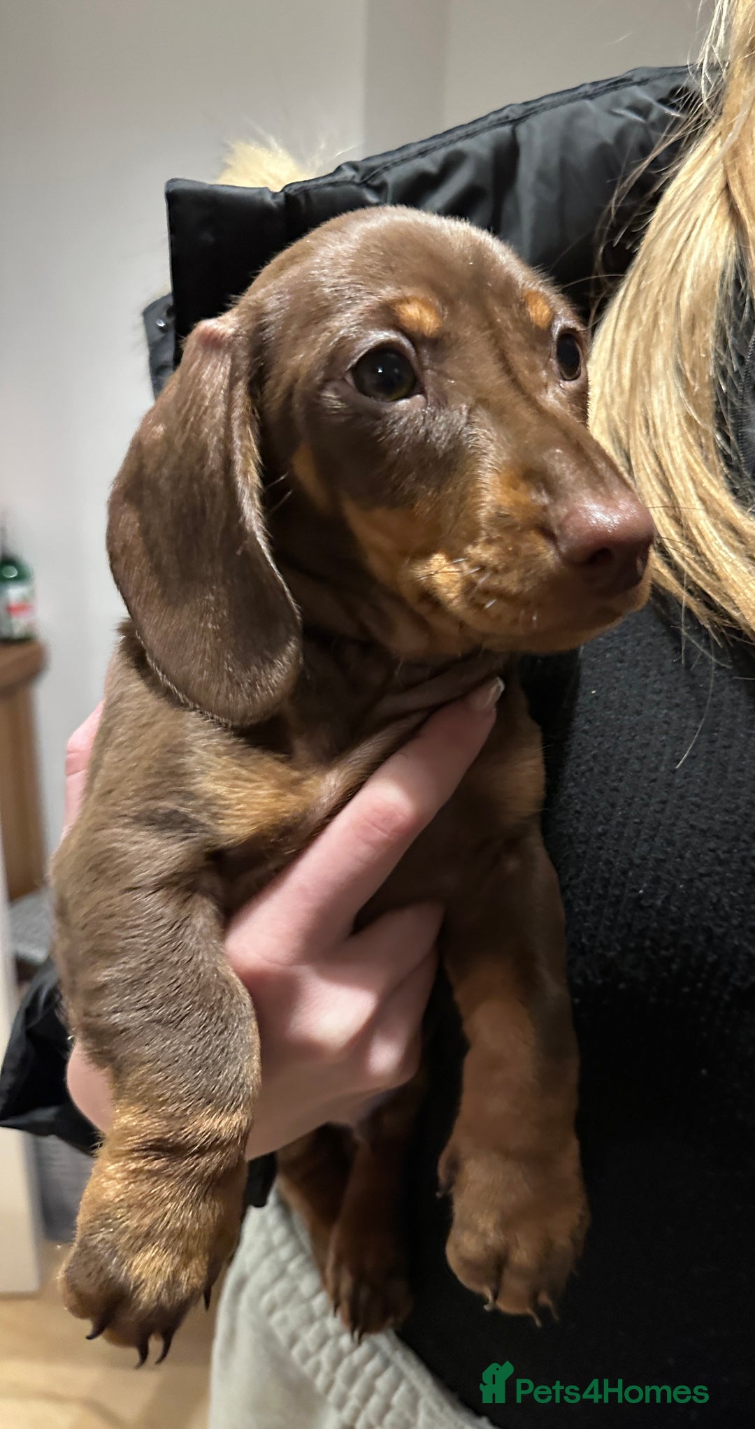 Miniature Dachshund dogs for sale: Only 1 boy  left, Due 2 being let down last minute - Image 21
