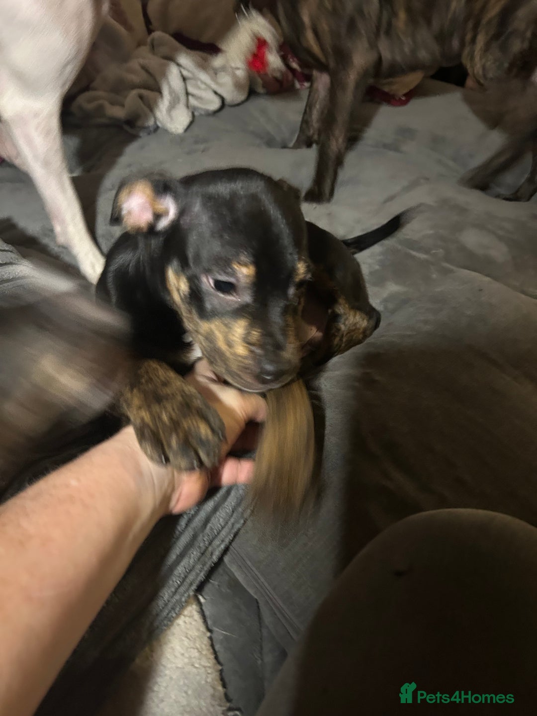 Mixed Breed dogs for sale: Male  - Advert 2