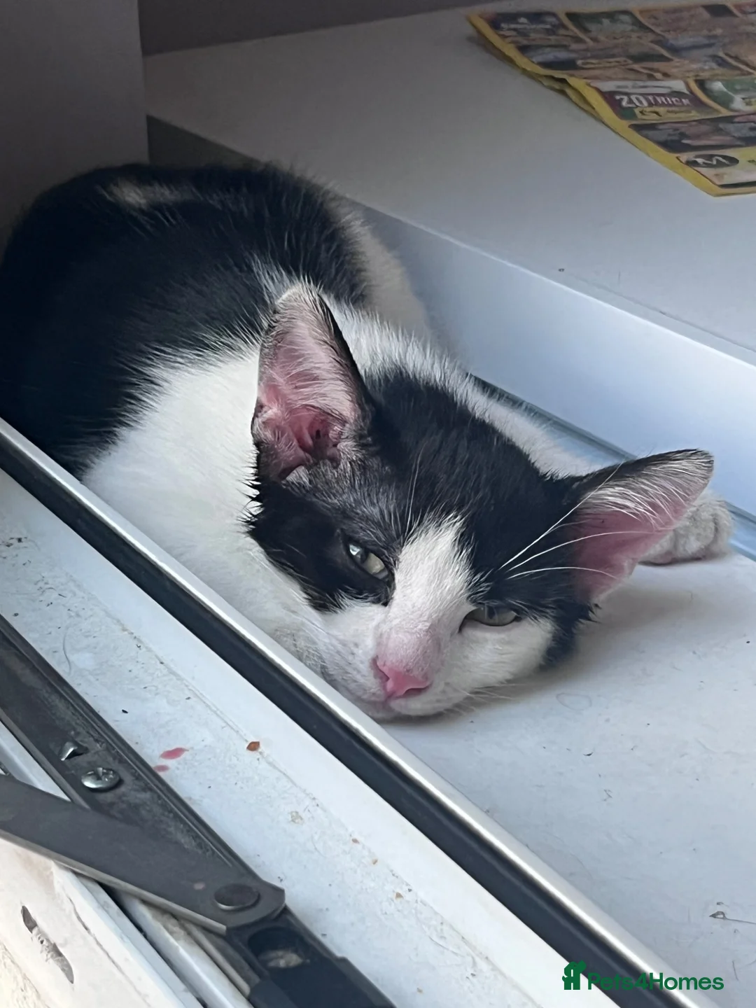 Mixed Breed cats for sale: 2 male kittens  in Nottingham - Advert 2
