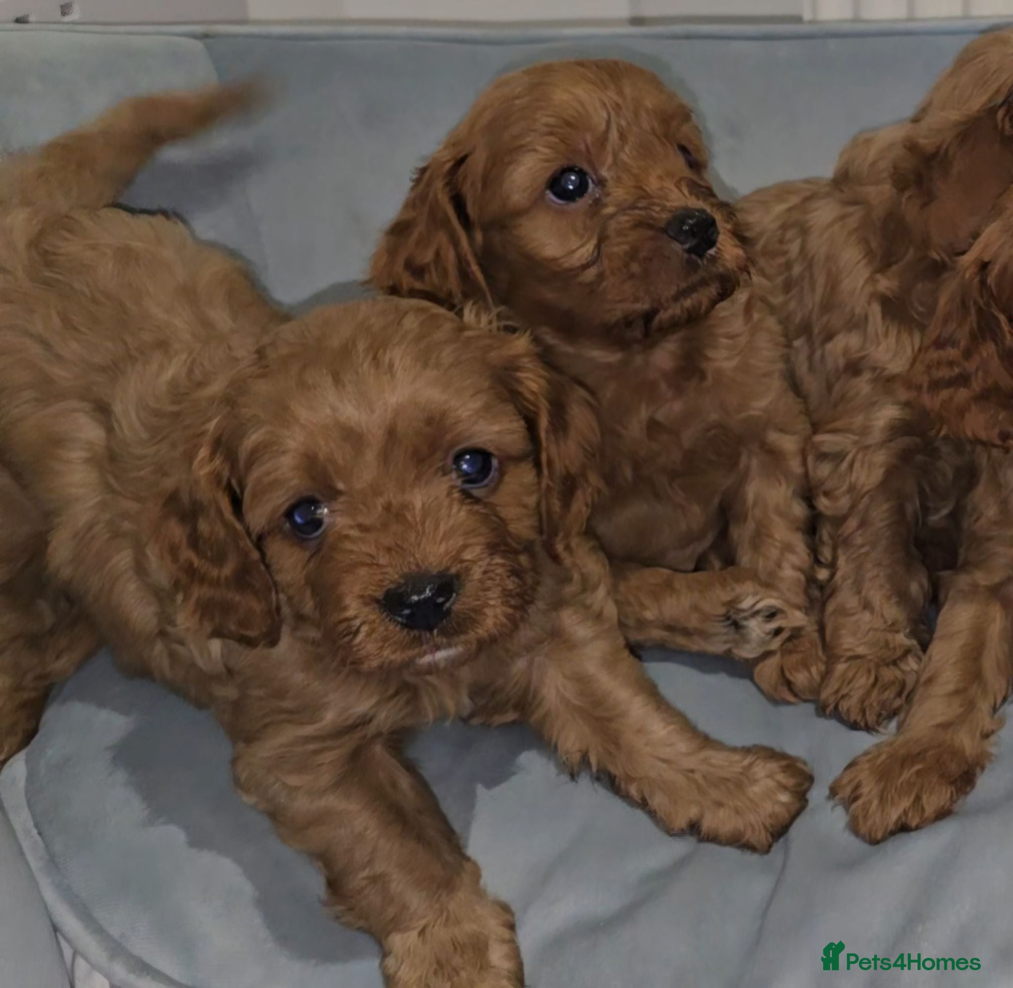 Cavapoo dogs 🐶Ruby Red Tiny Toy Cavapoo Puppies 🐶 - Advert 15